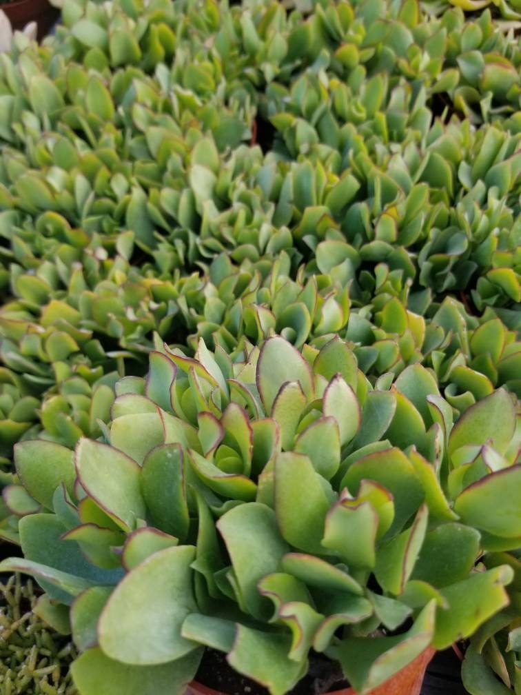 Crassula Undulatifolia (4"pot) - Beaultiful Desert Plants