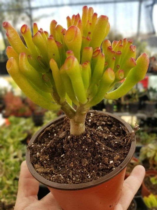 Crassula Ovata Gollum - Beaultiful Desert Plants