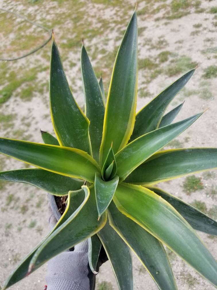 Agave Desmettianna Variegated - Beaultiful Desert Plants