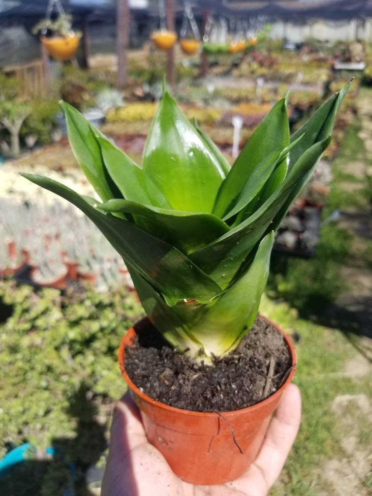 Sansevieria Black Jade (4" Pot) - Beaultiful Desert Plants