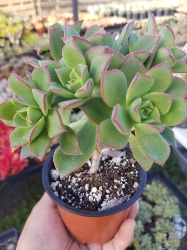 pinwheel succulent care Aeonium Pinwheel (4" Pot) – Beaultiful Desert Plants