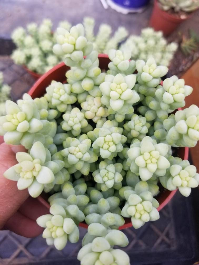 morganianum succulent Sedum Morganianum ‘Donkey Tail’ 4”