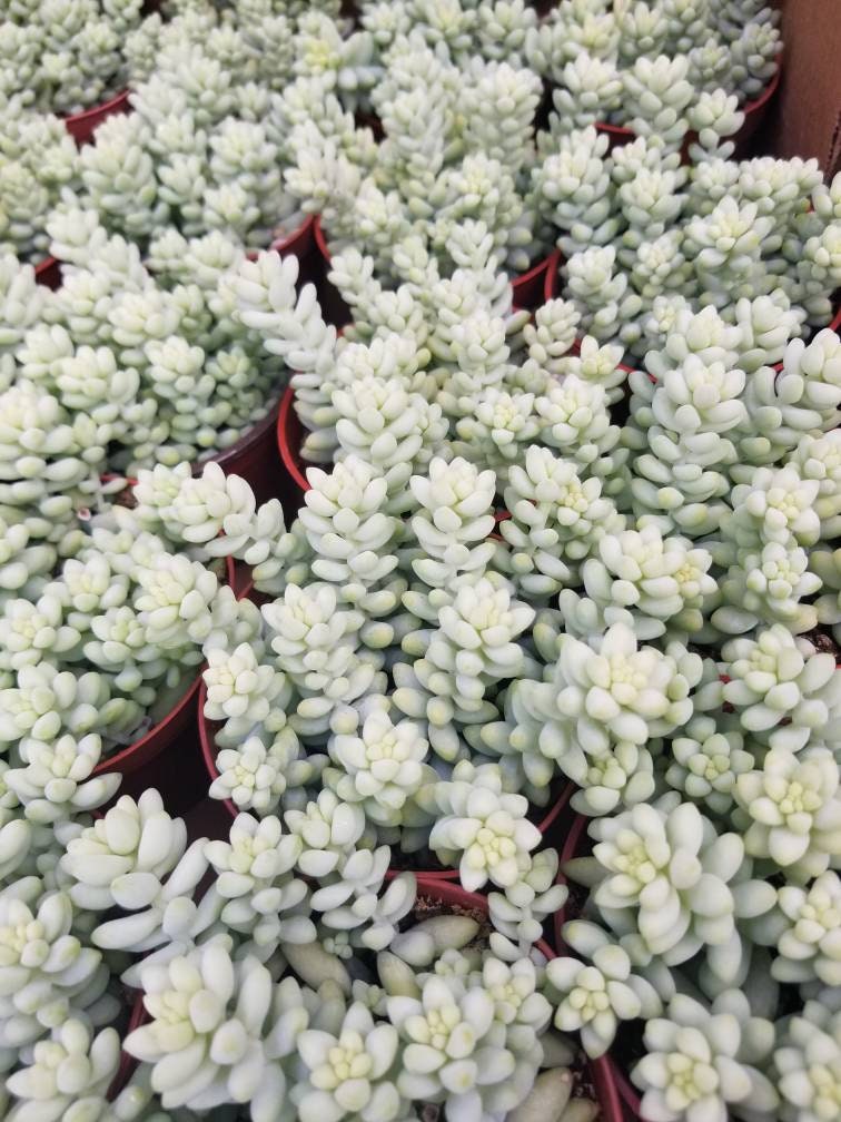 Sedum Morganianum Burro Tail (4" pot) - Beaultiful Desert Plants