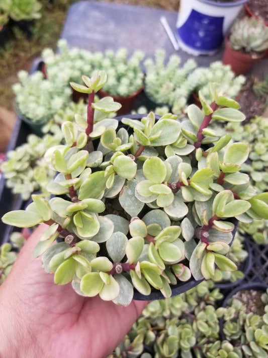 Variegated Portulacaria Afra "Variegated Elephant Blush" (4"pot) - Beaultiful Desert Plants