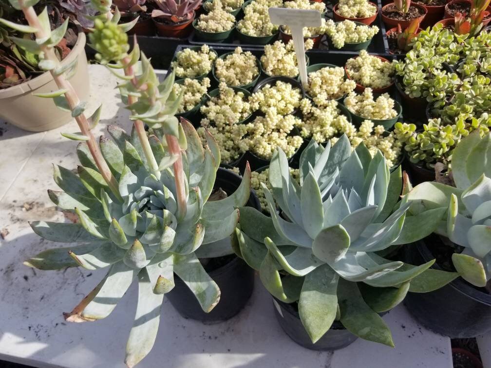 Dudleya Brittonii - Beaultiful Desert Plants