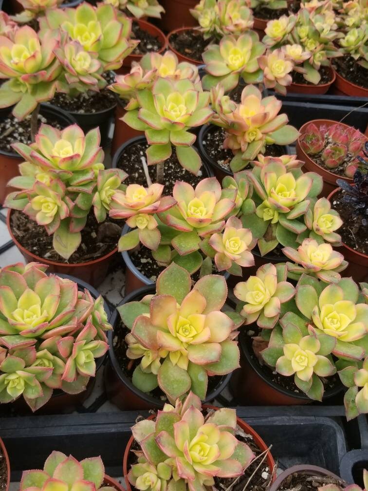 Aeonium Kiwi (4" Pot) - Beaultiful Desert Plants
