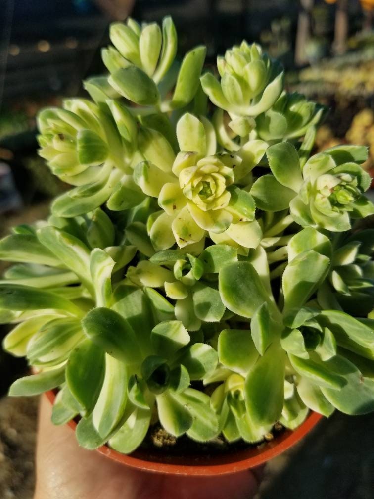 suncup succulent Aeonium Castelo-Paivae Variegata "Suncup" (4" pot) – Beaultiful Desert Plants