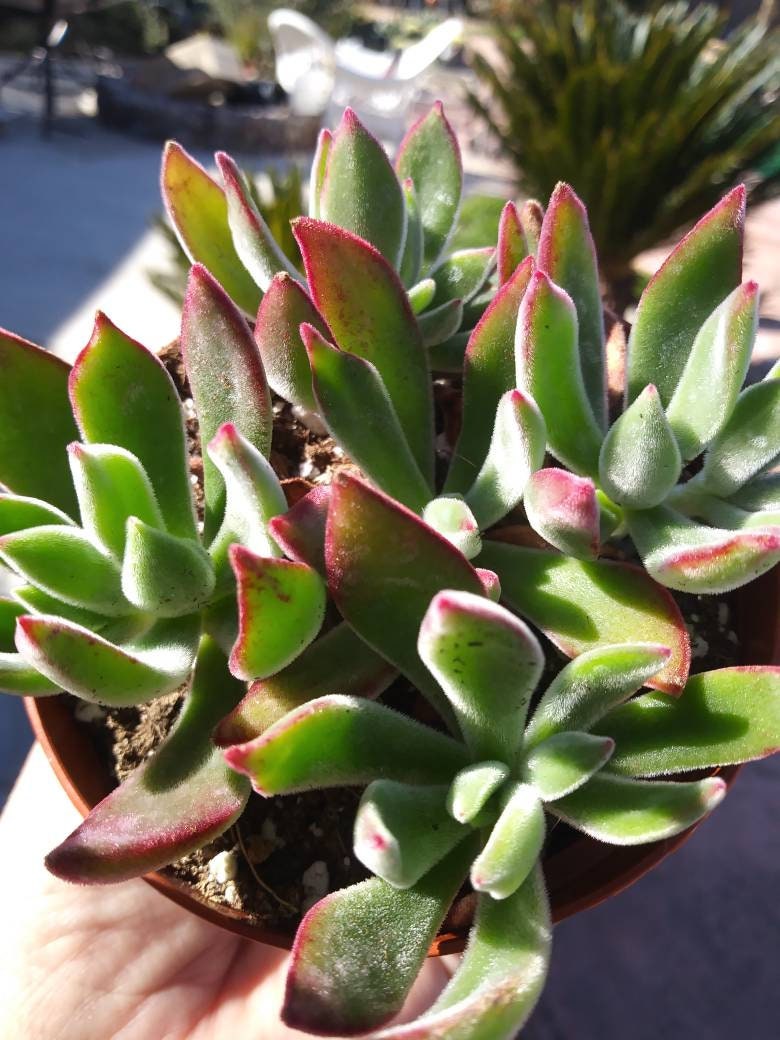 Red Velvet (4" pot) - Beaultiful Desert Plants