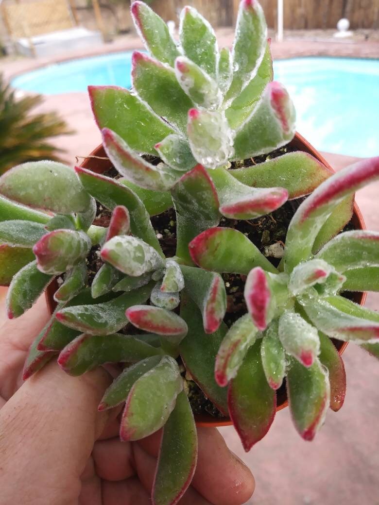 Red Velvet (4" pot) - Beaultiful Desert Plants