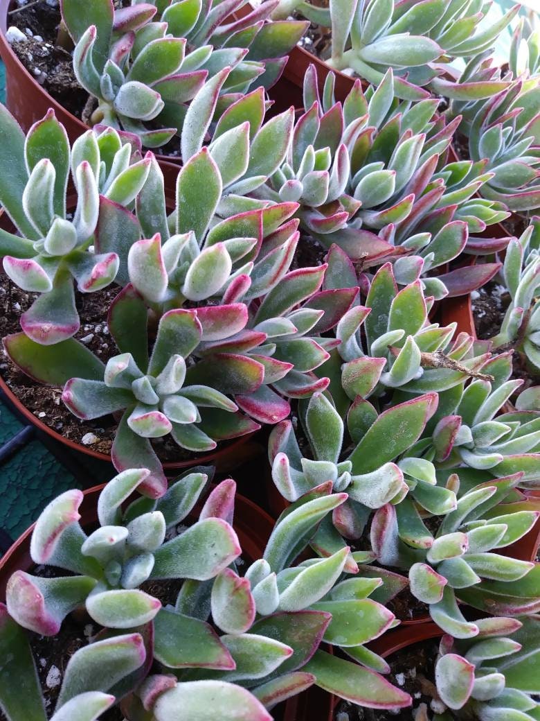 Red Velvet (4" pot) - Beaultiful Desert Plants