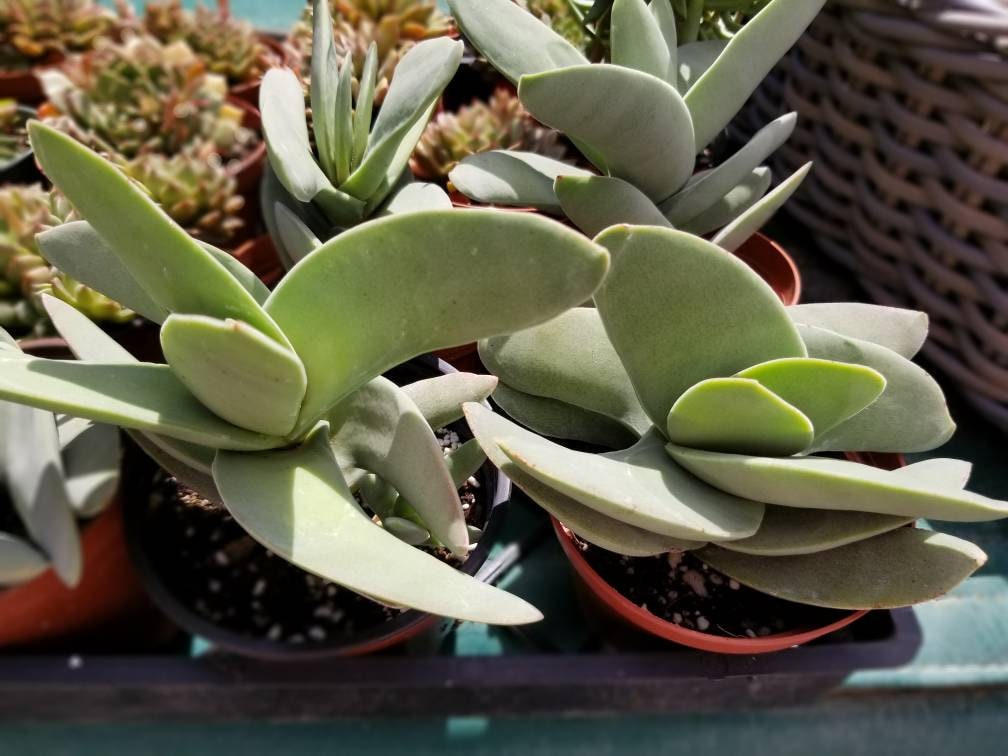 Crassula Propeller (4" Pot) - Beaultiful Desert Plants