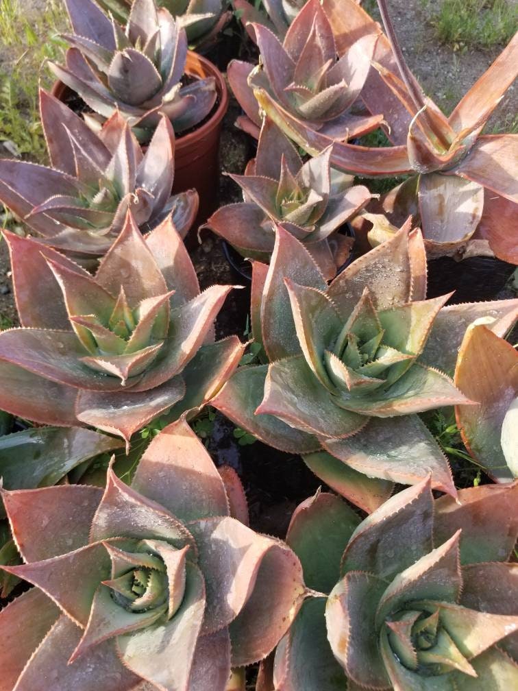 Aloe Striata Hybrid - Beaultiful Desert Plants