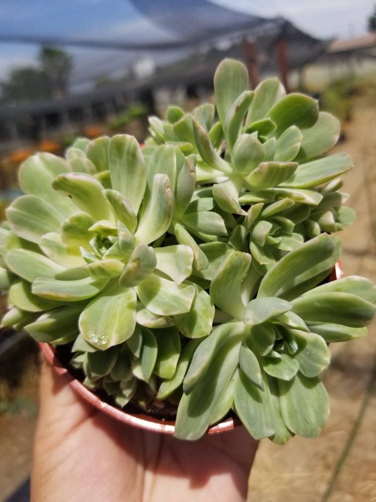 Aeonium Castelo-Paivae Variegata "Suncup" (4" pot) - Beaultiful Desert Plants