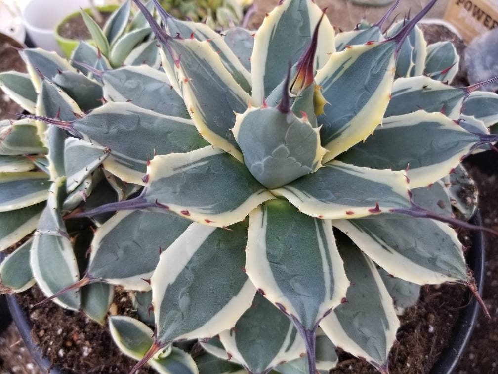 Agave Cream Spike Cluster - Beaultiful Desert Plants
