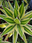 Agave Quadricolor - Beaultiful Desert Plants 