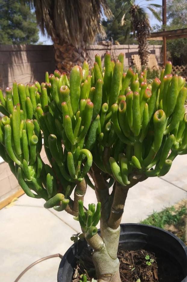 monstruosa jade plant Crassula Ovata Gollum Tree