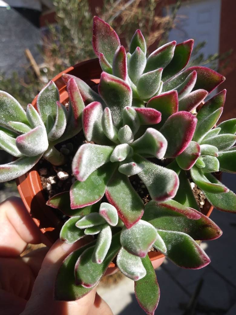 Red Velvet (4" pot) - Beaultiful Desert Plants