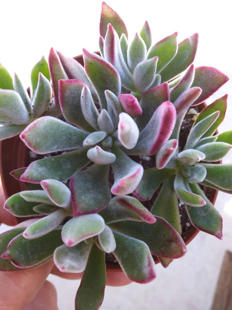 Red Velvet (4" pot) - Beaultiful Desert Plants
