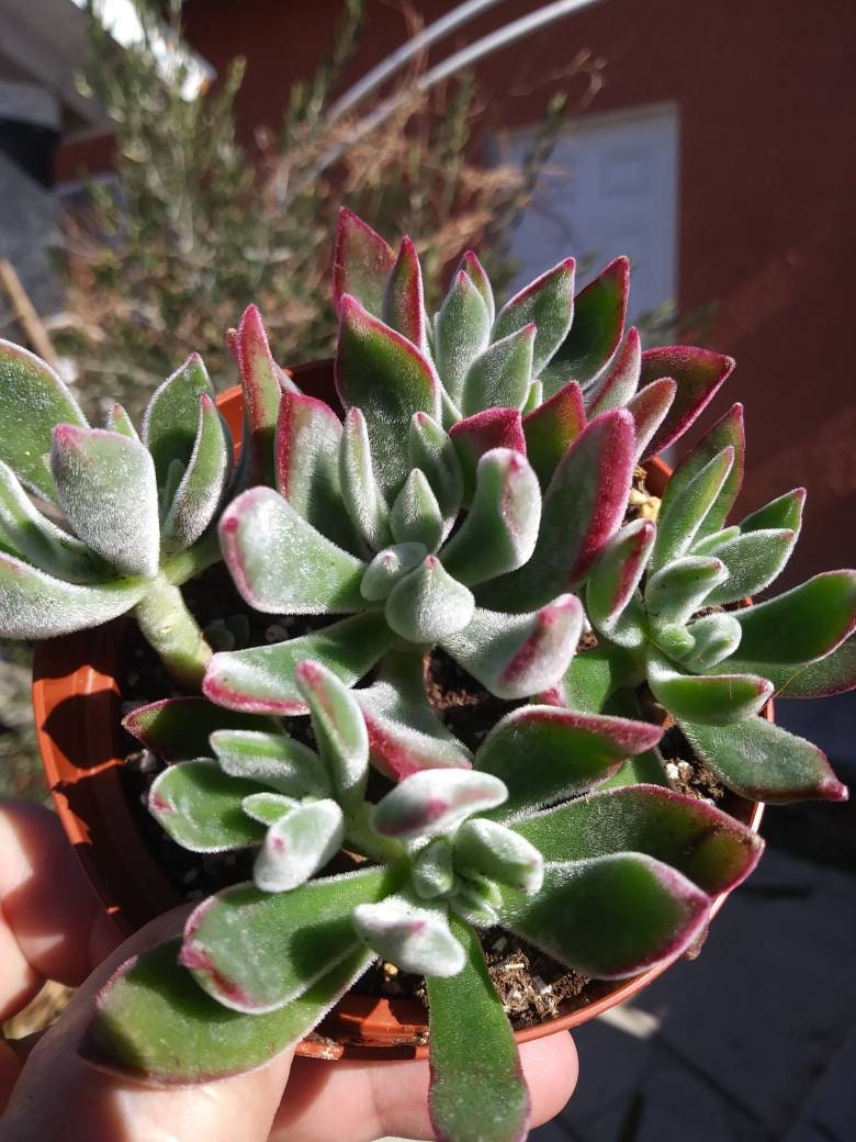 Red Velvet (4" pot) - Beaultiful Desert Plants