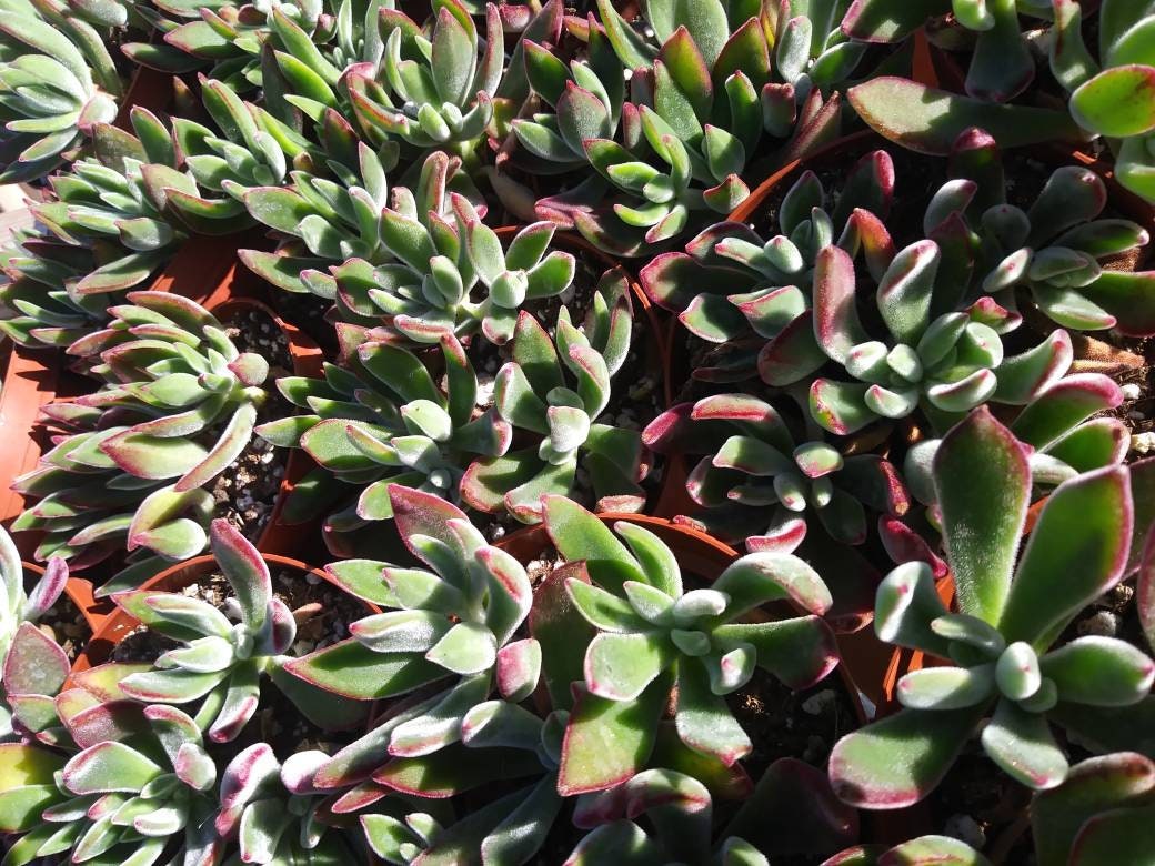 Red Velvet (4" pot) - Beaultiful Desert Plants