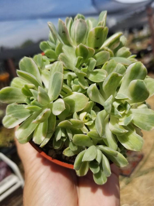 Aeonium Castelo-Paivae Variegata "Suncup" (4" pot) - Beaultiful Desert Plants