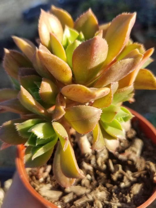 Aeonium Decorum Coopery (5" Pot) - Beaultiful Desert Plants