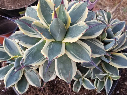 Agave Cream Spike Cluster - Beaultiful Desert Plants
