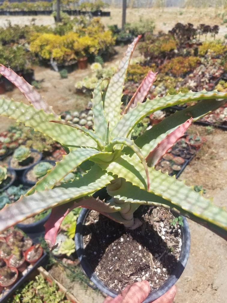 Aloe Arborenscens - Beaultiful Desert Plants 