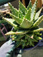 Aloe Nobilis Cluster - Beaultiful Desert Plants 