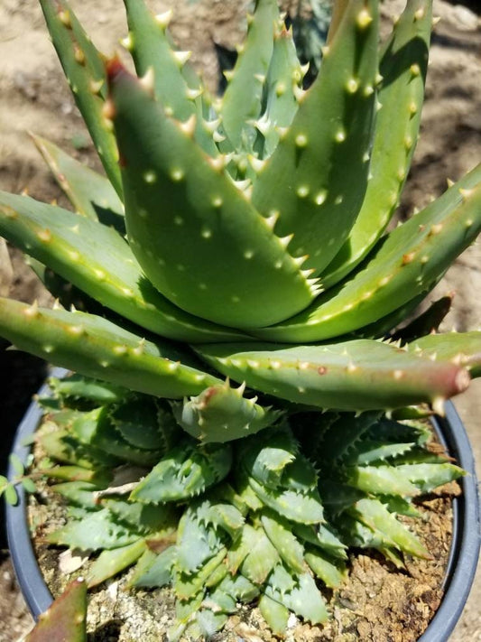 Aloe Nobilis Cluster - Beaultiful Desert Plants