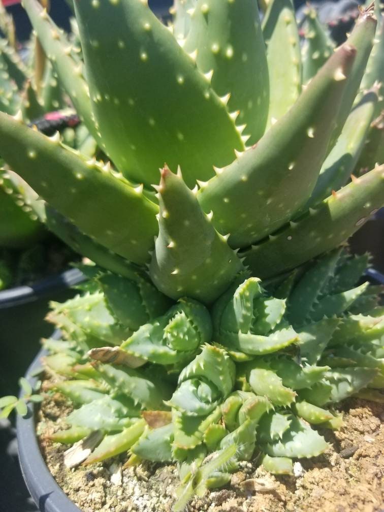 Aloe Nobilis Cluster - Beaultiful Desert Plants