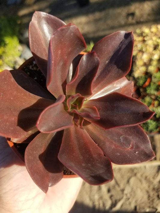 Echeveria Autumn Flame (4" pot) - Beaultiful Desert Plants