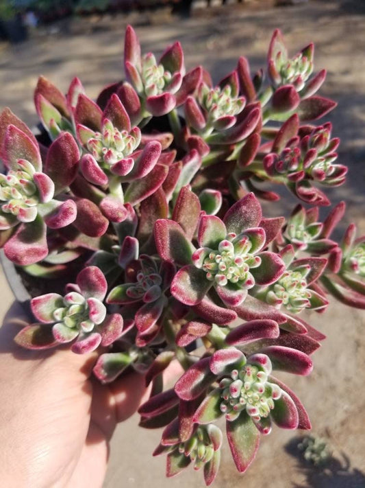 Red Velvet Succulent "Echeveria Pulvinata Rose" - Beaultiful Desert Plants