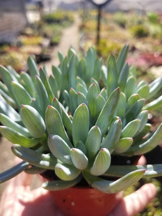 Senecio Serpents Mini Chalkstick (4" pot) - Beaultiful Desert Plants