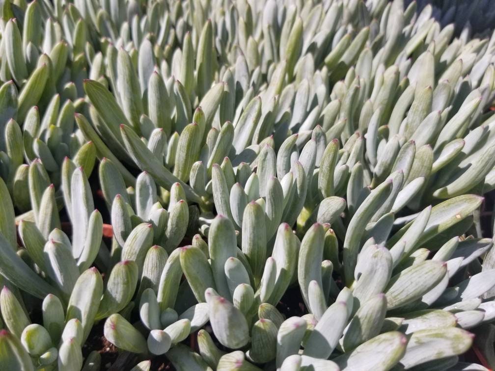 Senecio Serpents Mini Chalkstick (4" pot) - Beaultiful Desert Plants