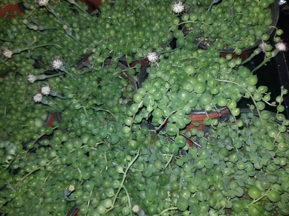 Strings of Pearls (4" Pot) - Beaultiful Desert Plants