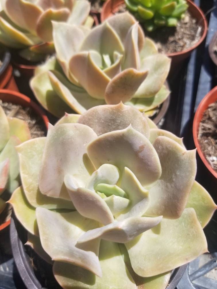 Echeveria Lolita (4" pot) - Beaultiful Desert Plants