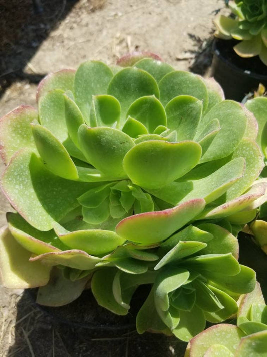 Aeonium Urbicum - Beaultiful Desert Plants