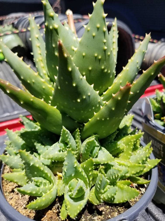 Aloe Nobilis Cluster - Beaultiful Desert Plants