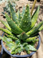 Aloe Nobilis Cluster - Beaultiful Desert Plants 
