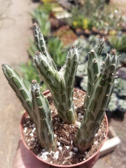 Senecio stapeliformis (4" Pot) - Beaultiful Desert Plants