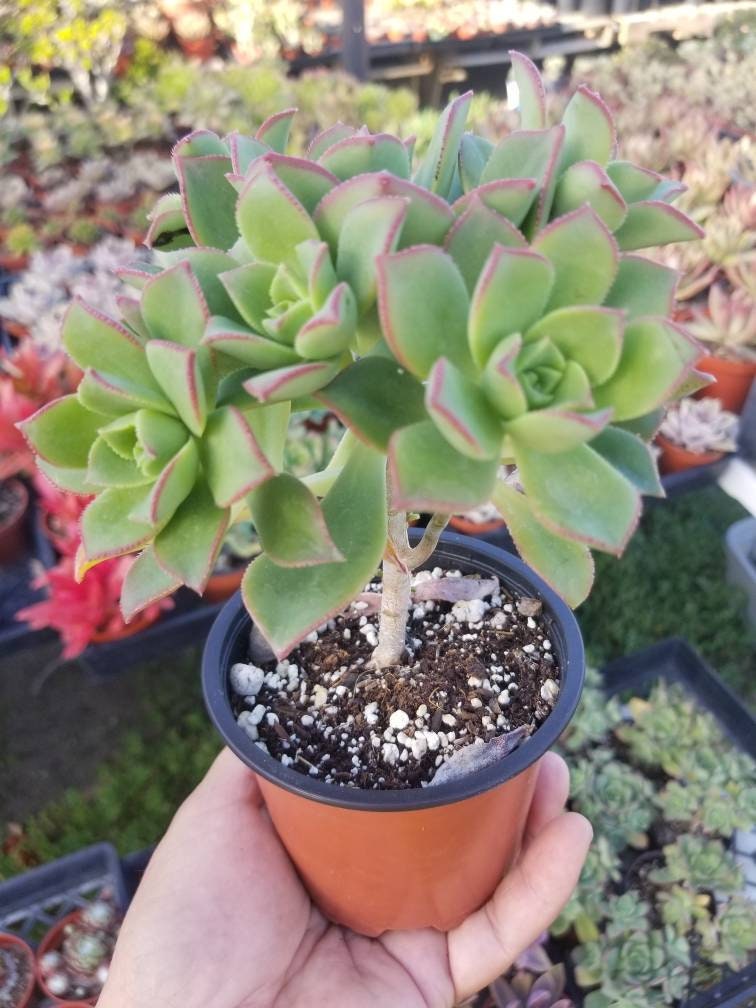 Aeonium Pinwheel (4" Pot) - Beaultiful Desert Plants