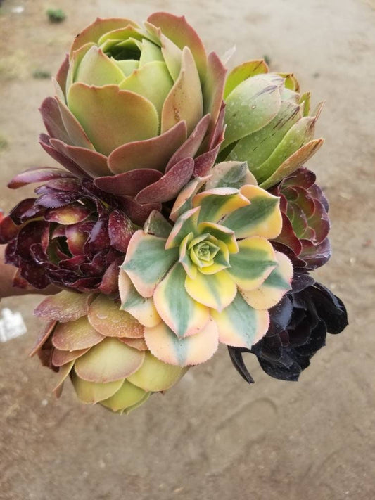 7 Aeonium Cuttings Mix - Beaultiful Desert Plants