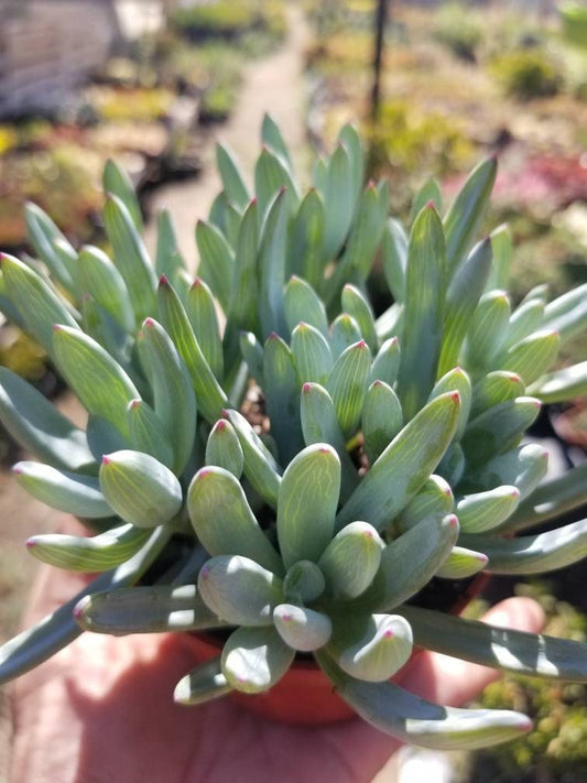 Senecio Serpents Mini Chalkstick (4" pot) - Beaultiful Desert Plants