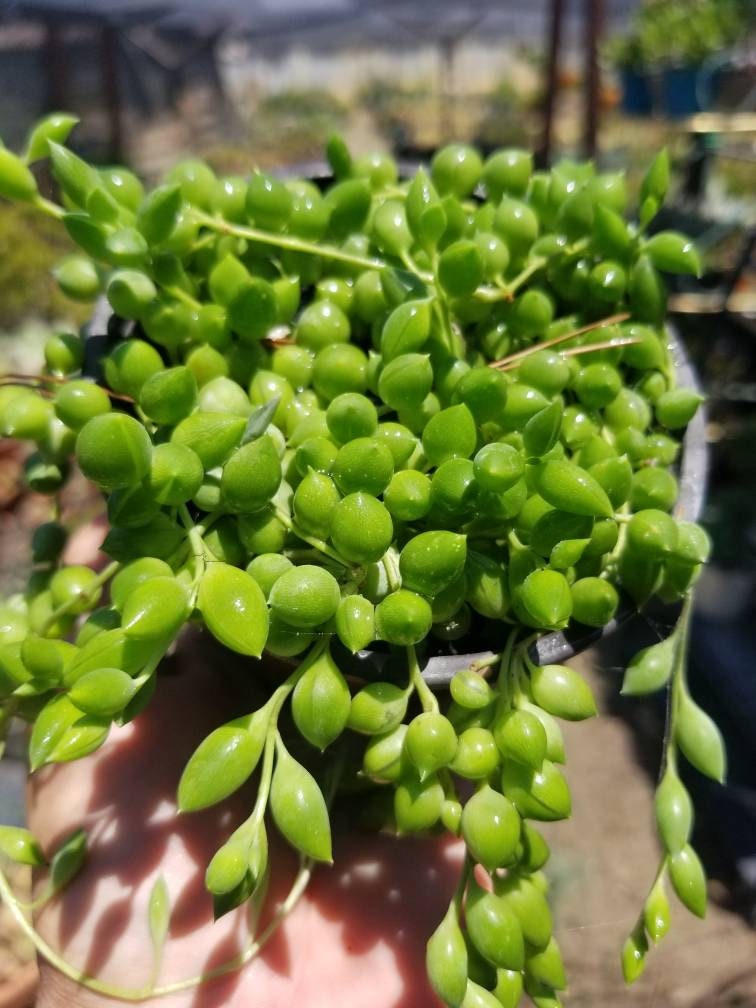 succulent with teardrop leaves String of Tears Senecio Herreianus 4 inch by Succulents Box
