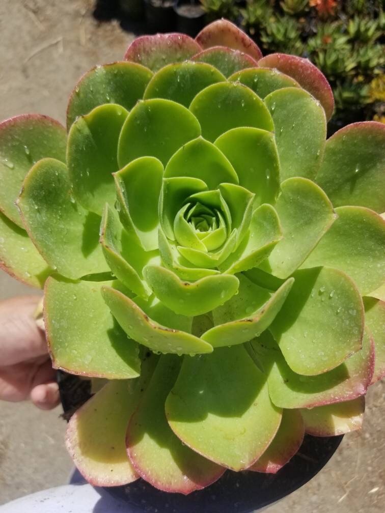 Aeonium Urbicum - Beaultiful Desert Plants