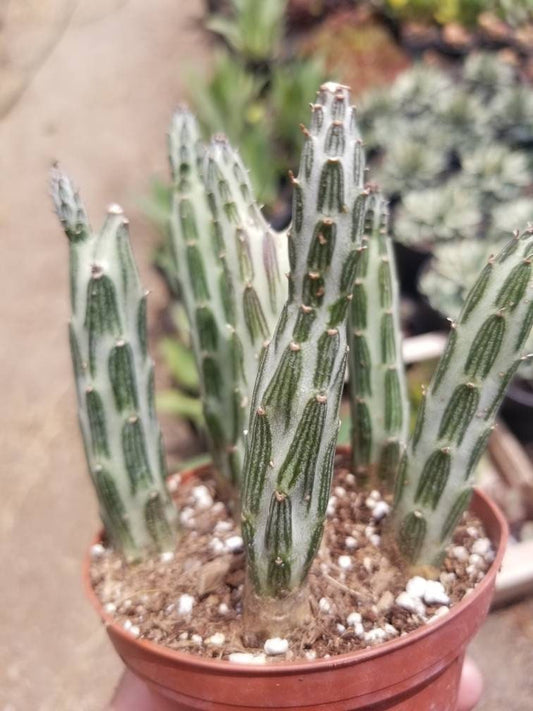 Senecio stapeliformis (4" Pot) - Beaultiful Desert Plants
