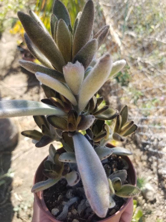 Chocolate Soldier (4"pot) - Beaultiful Desert Plants
