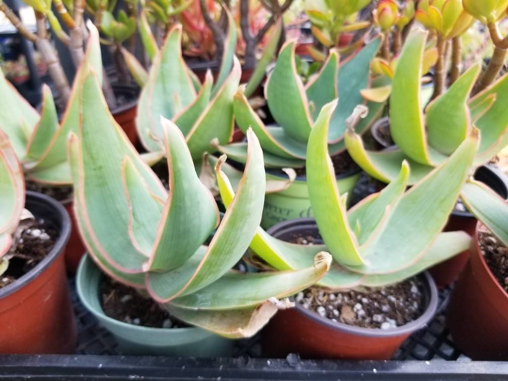 Aloe Coral Striata (4" Pot) - Beaultiful Desert Plants