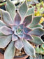 Graptopetalum Rusbyi (4" pot) - Beaultiful Desert Plants 